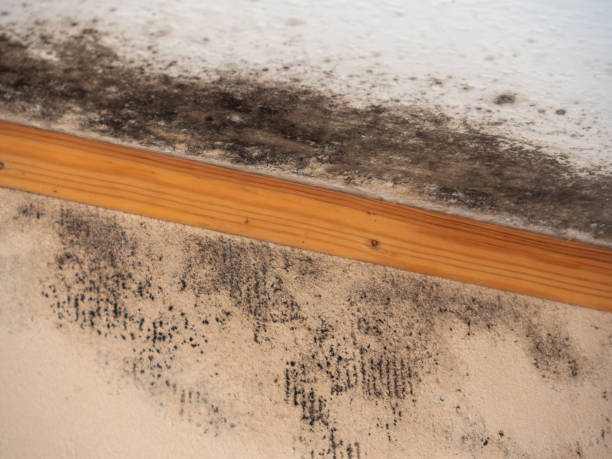 Best Attic Mold Removal  in Rose Valley, PA