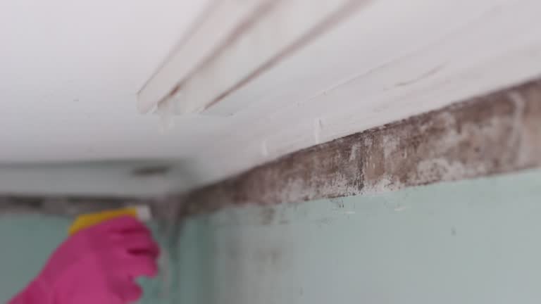 Best Asbestos and Lead Testing During Mold Inspection  in Rose Valley, PA